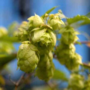Herbal Beers: Cheers to Fresh Flavor